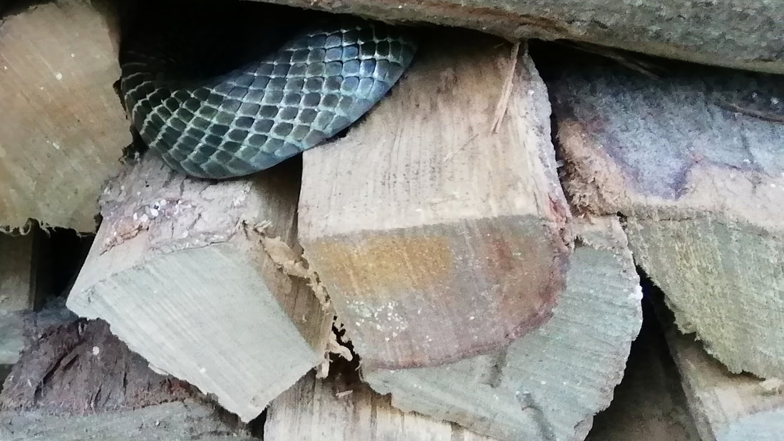 (photo) Aodaisho Blue General snake in the woodpile